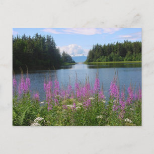 Amalga fireweed views postcard