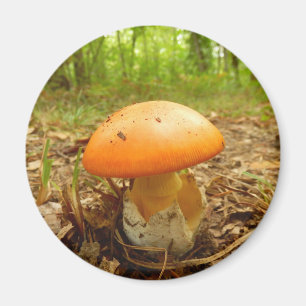 Amanita Caesarea Mushroom Magnet