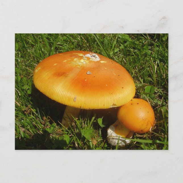 Amanita Caesarea Mushroom Postcard (Front)