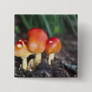 Amanita family mushroom 2 inch square button