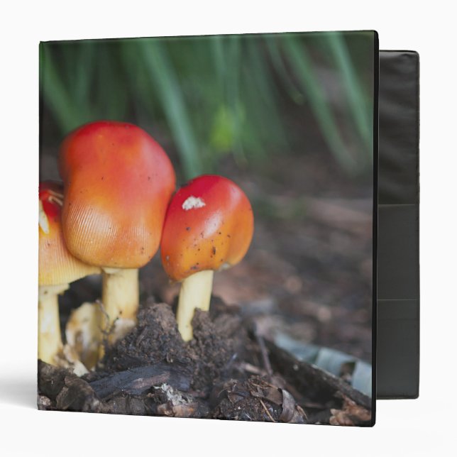 Amanita family mushroom binder (Front/Inside)