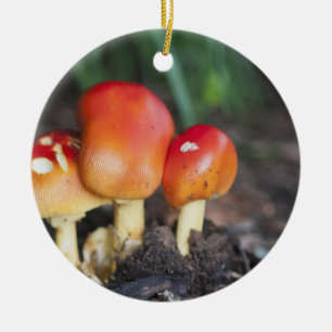 Amanita family mushroom ceramic ornament