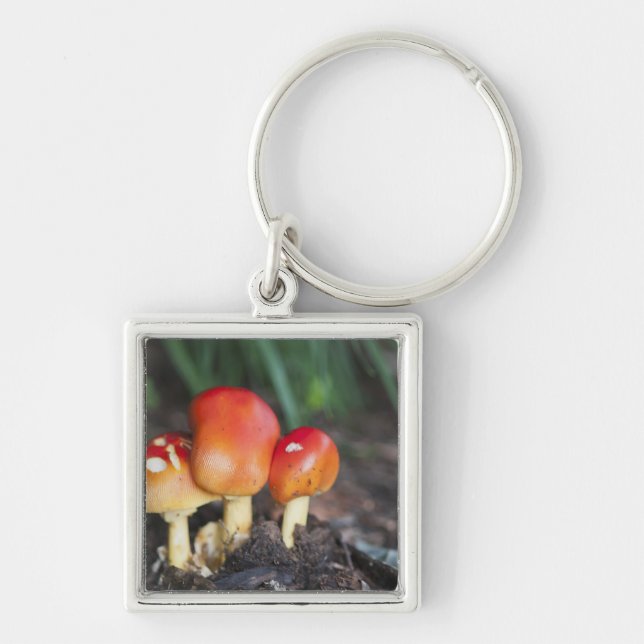 Amanita family mushroom keychain (Front)