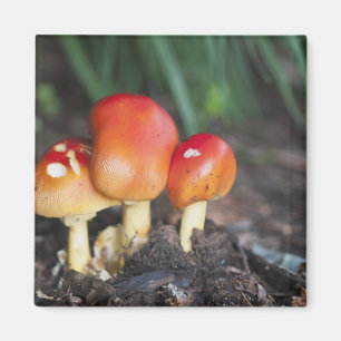 Amanita family mushroom magnet