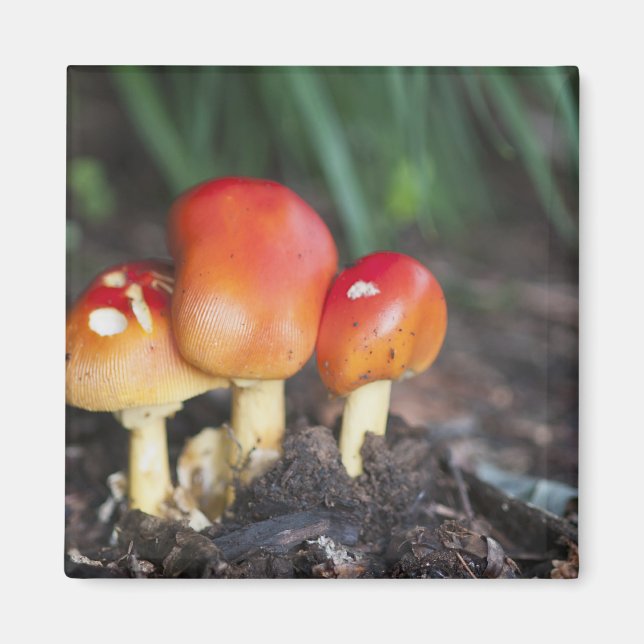 Amanita family mushroom magnet (Front)