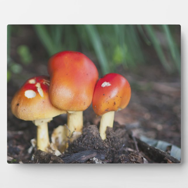 Amanita family mushroom plaque (Front)