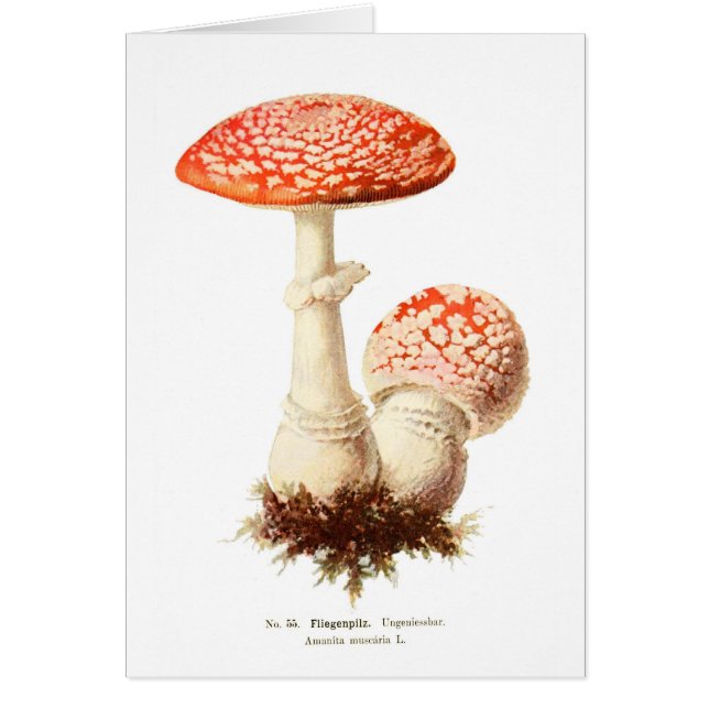 Amanita muscaria (Devant)