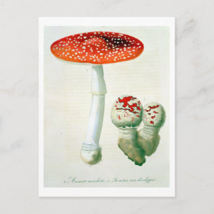 Amanita Muscaria from 'Phytographie Medicale' by J Postcard