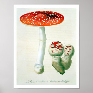 Amanita Muscaria from 'Phytographie Medicale' by J Poster