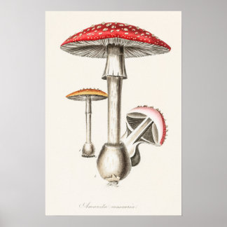 Amanita Muscaria Mushroom Illustration ( Poster