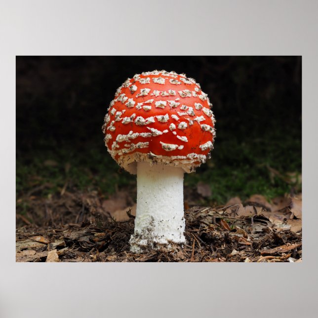 Amanita muscaria var. aureola (Fly Agaric) Poster (Front)