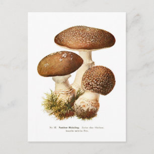 Amanita umbrina postcard