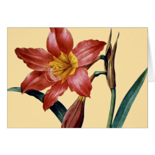 Amaryllis