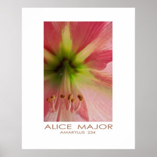 Amaryllis  234 poster
