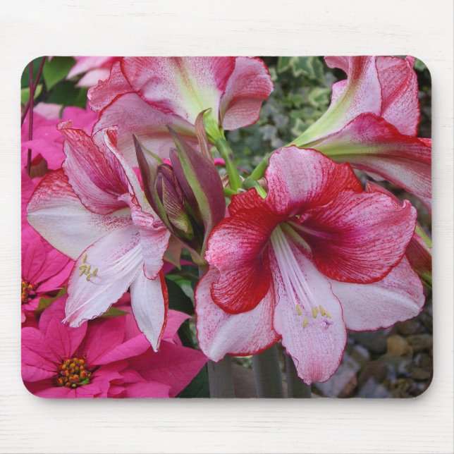 Amaryllis and Poinsettia Red Holiday Flowers Mouse Pad (Front)