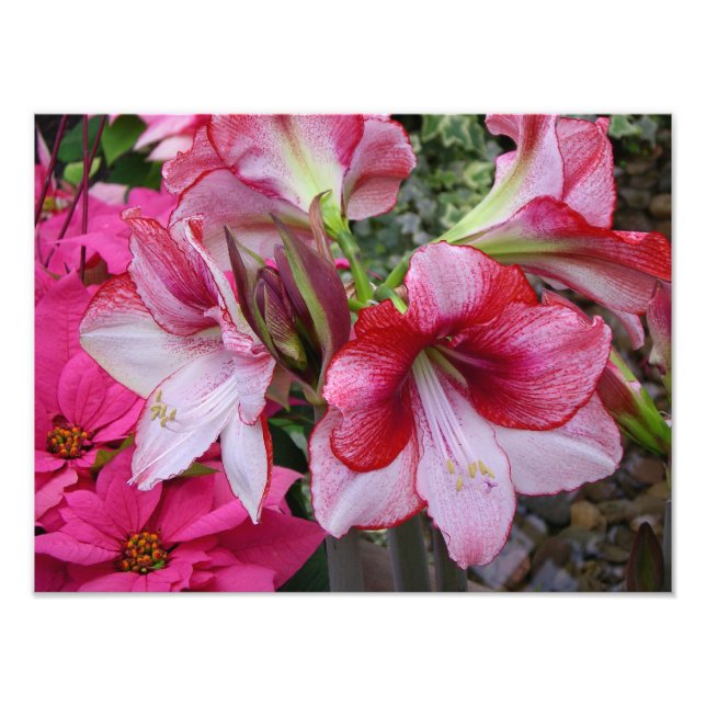 Amaryllis and Poinsettia Red Holiday Flowers Photo Print (Front)