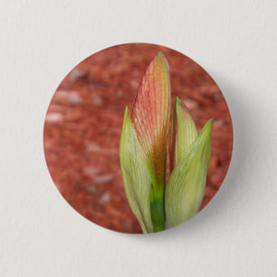 Amaryllis Apple blossom flower bud 2 Inch Round Button