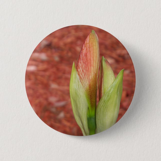 Amaryllis Apple blossom flower bud 2 Inch Round Button (Front)