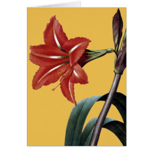 Amaryllis barrée