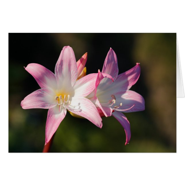 Amaryllis belladonna (Devant horizontal)