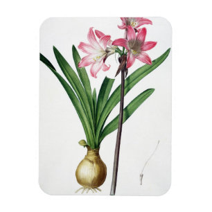 Amaryllis Belladonna, from 'Les Liliacees', engrav Magnet