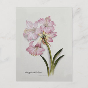 Amaryllis belladonna postcard