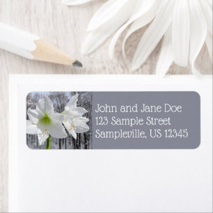 Amaryllis blanc et neige I