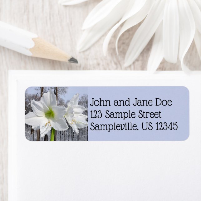 Amaryllis blanc et neige II (En situation)