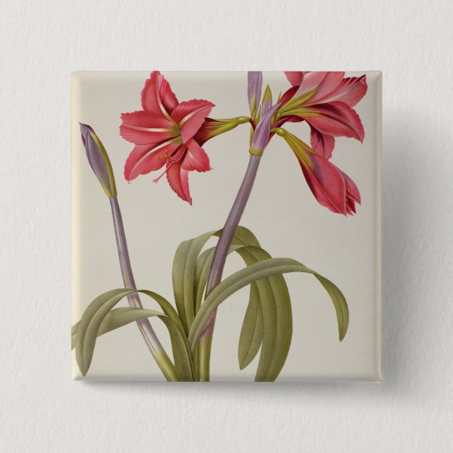 Amaryllis Brasiliensis 2 Inch Square Button (Front)