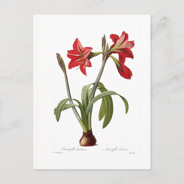 Amaryllis brasiliensis postcard (Front)