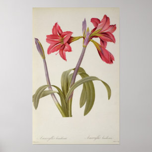 Amaryllis Brasiliensis Poster