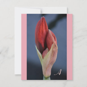 Amaryllis Bud Elegant Floral Slate Blue Card