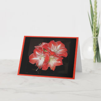 Amaryllis card