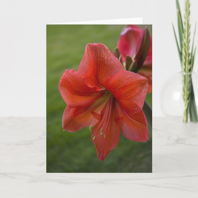 Amaryllis Card (Front)