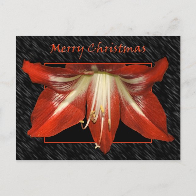 Amaryllis Christmas Postcard (Front)