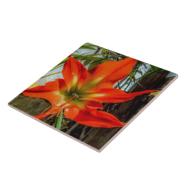 Amaryllis Closeup Ceramic Tile (Side)