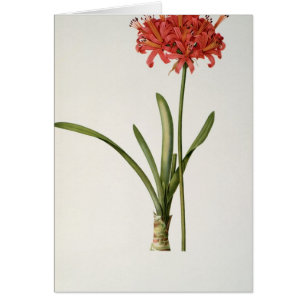 Amaryllis Curvifolia, 1809, from `Les