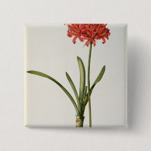 Amaryllis Curvifolia, 1809, from `Les 2 Inch Square Button