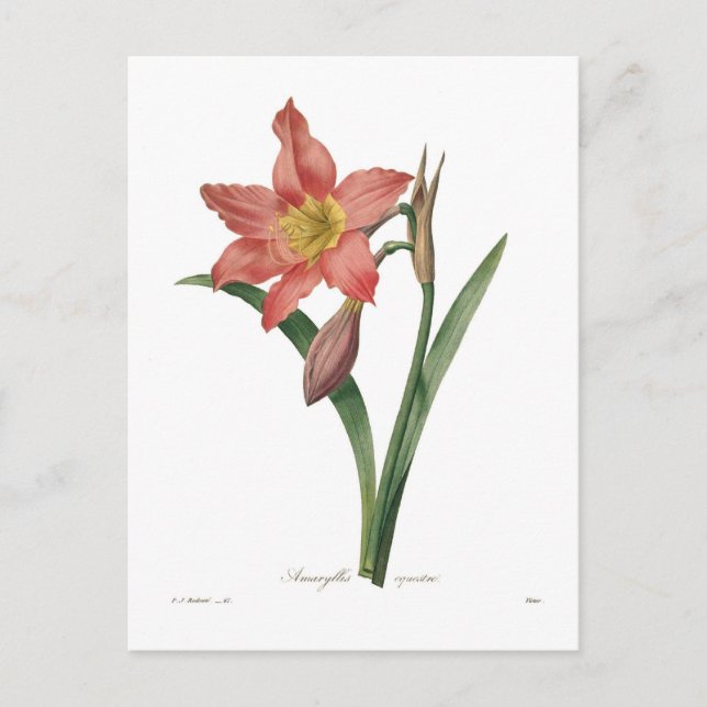 Amaryllis equestris postcard (Front)