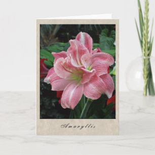 Amaryllis - Floral Series Card
