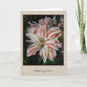 Amaryllis - Floral Series Card