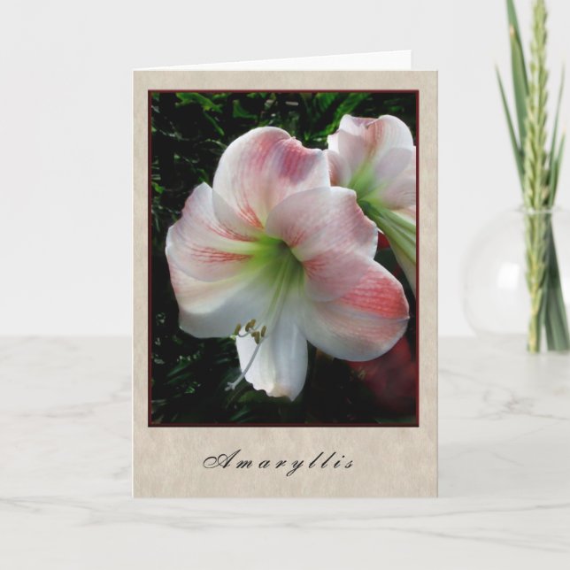 Amaryllis - Floral Series Card (Front)
