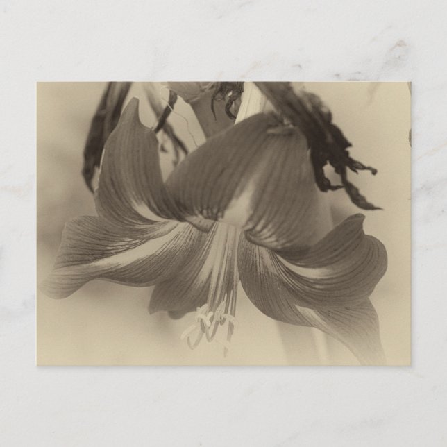 Amaryllis Flower Antique Effect Photo Postcard (Front)