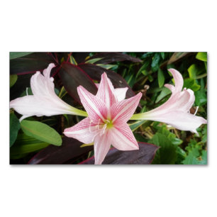 Amaryllis Flower Plant In Garden Magnetic Business Card