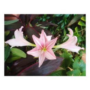 Amaryllis Flower Plant In Garden Photo Print