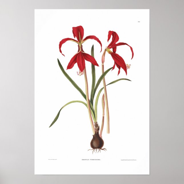 Amaryllis formosissima poster (Front)