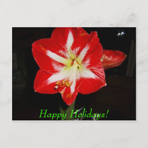 amaryllis, Happy Holidays! Holiday Postcard