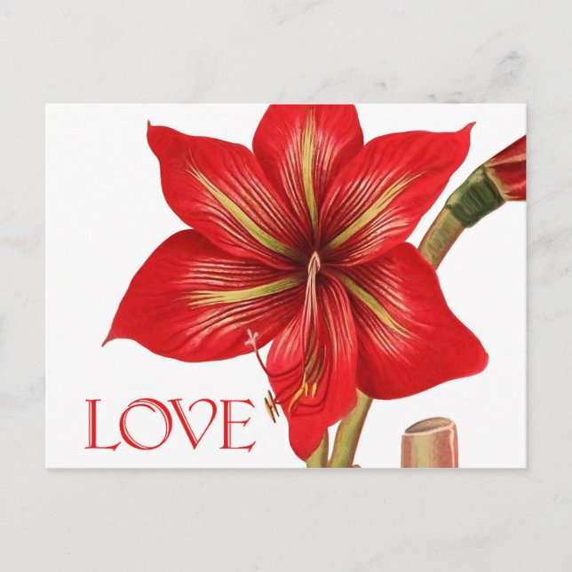 Amaryllis Holiday Postcard (Front)