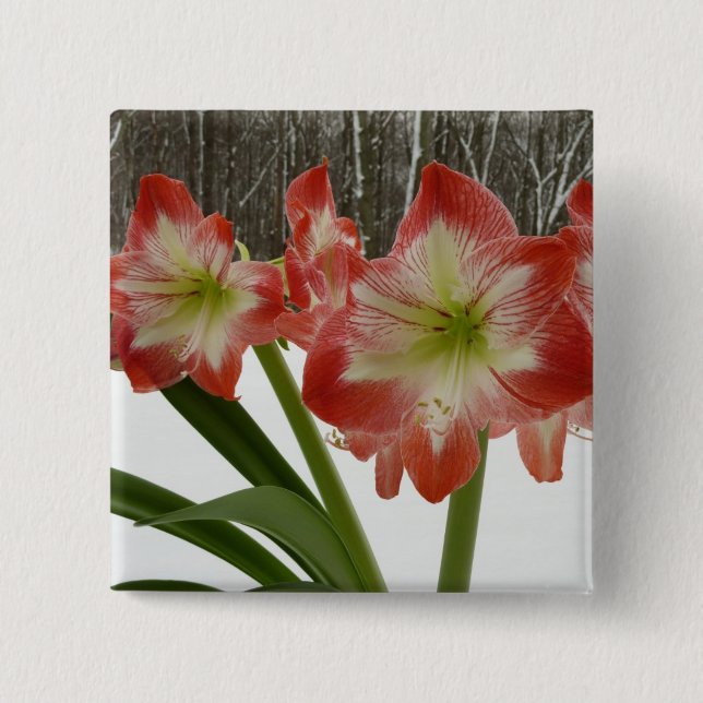 Amaryllis in Snow Red Holiday Winter Floral 2 Inch Square Button (Front)