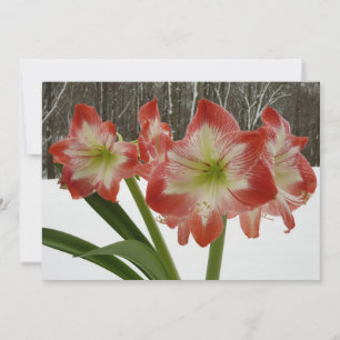 Amaryllis in Snow Red Holiday Winter Floral Card